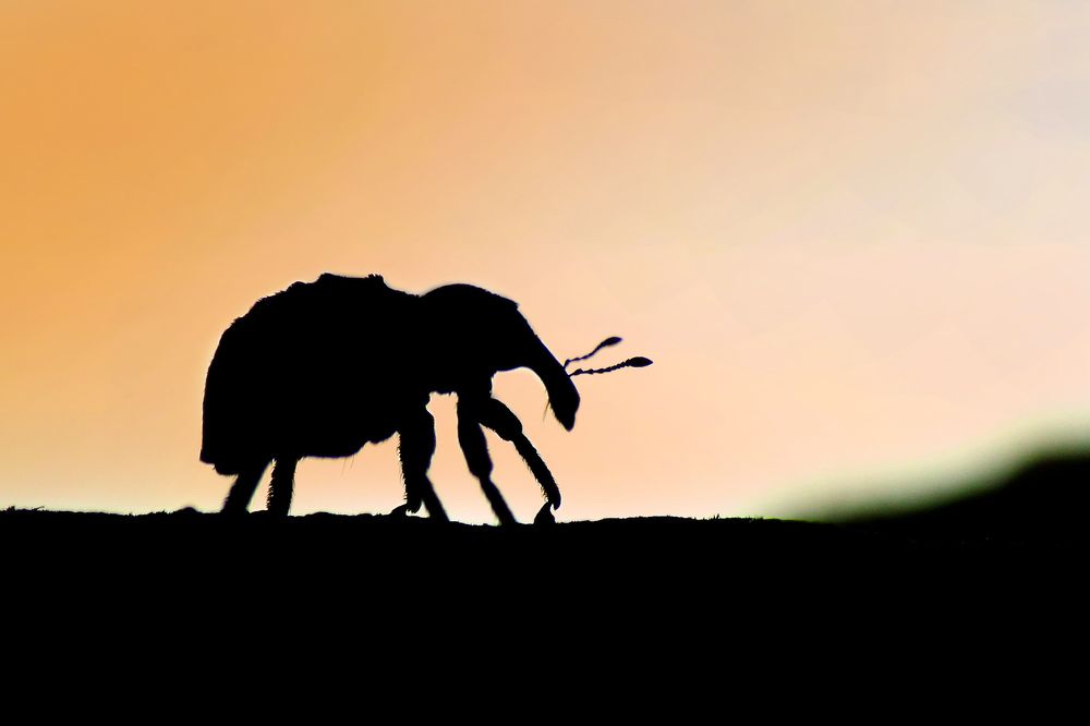 Elephant Weevil in Sillhotte
