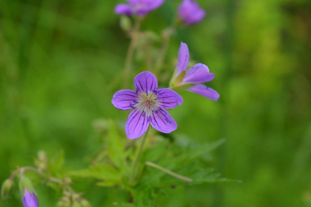 Полевые цветы!