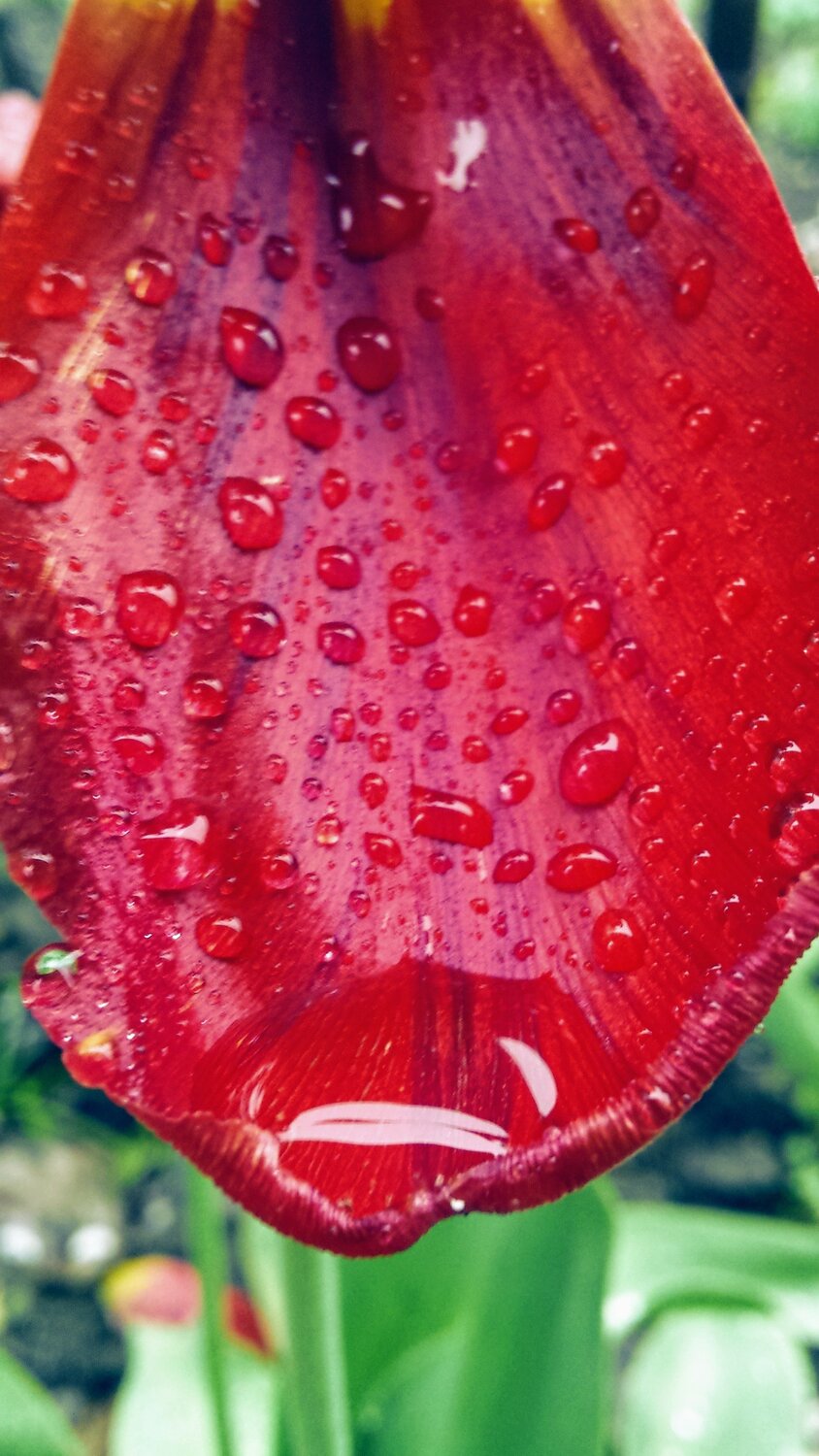 Red passion