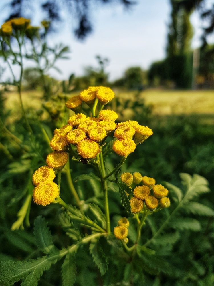 Yellow joy.