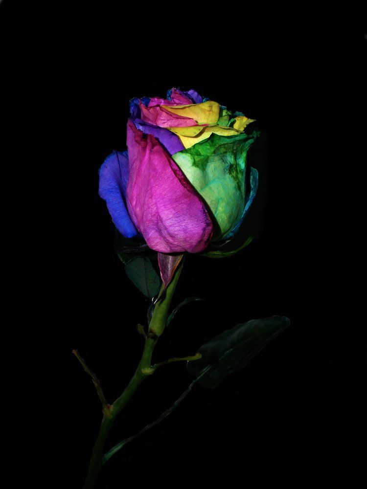 Rainbow Rose
