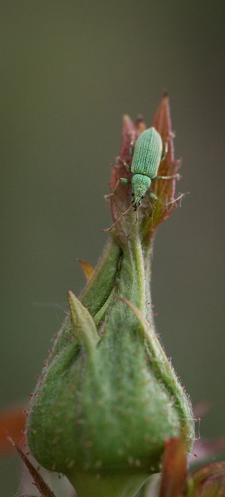 Жук и бутон