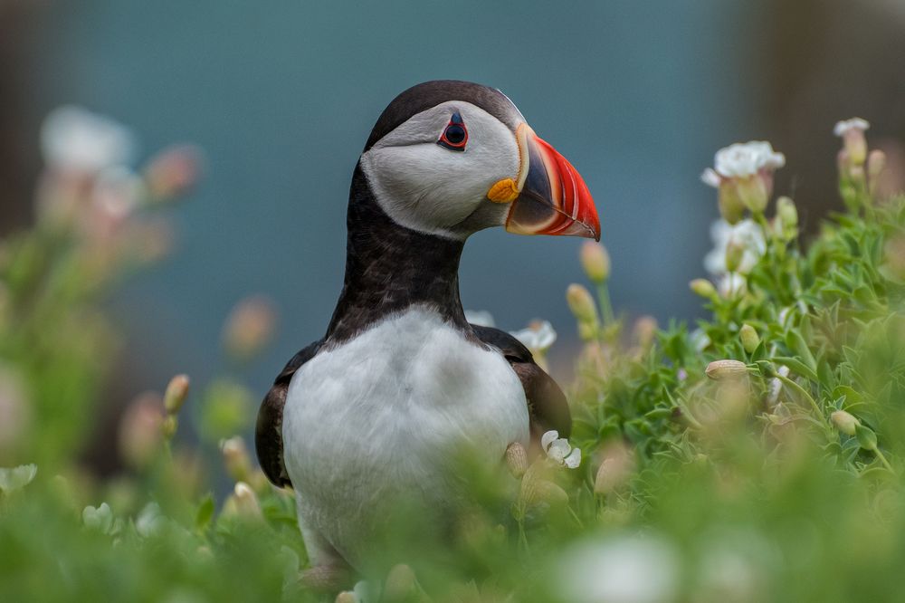 Puffin