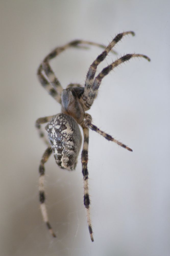 Паук крестовик