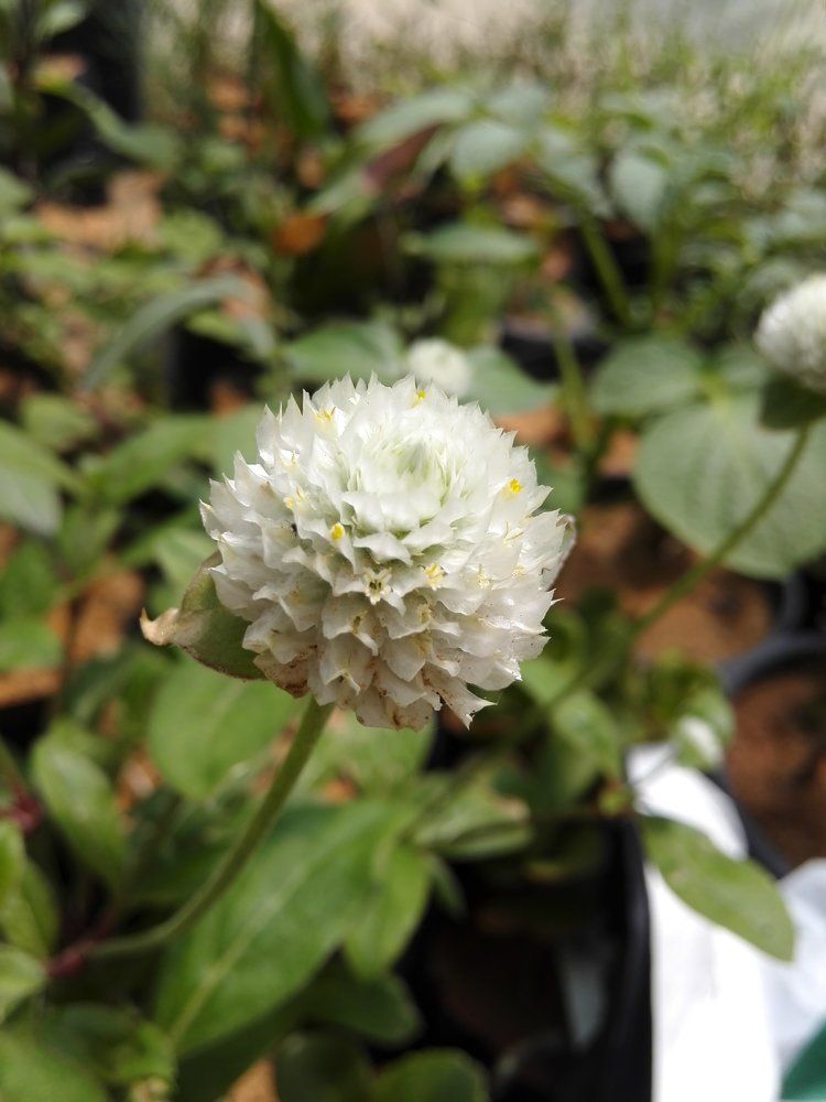 الزهره الساكنه