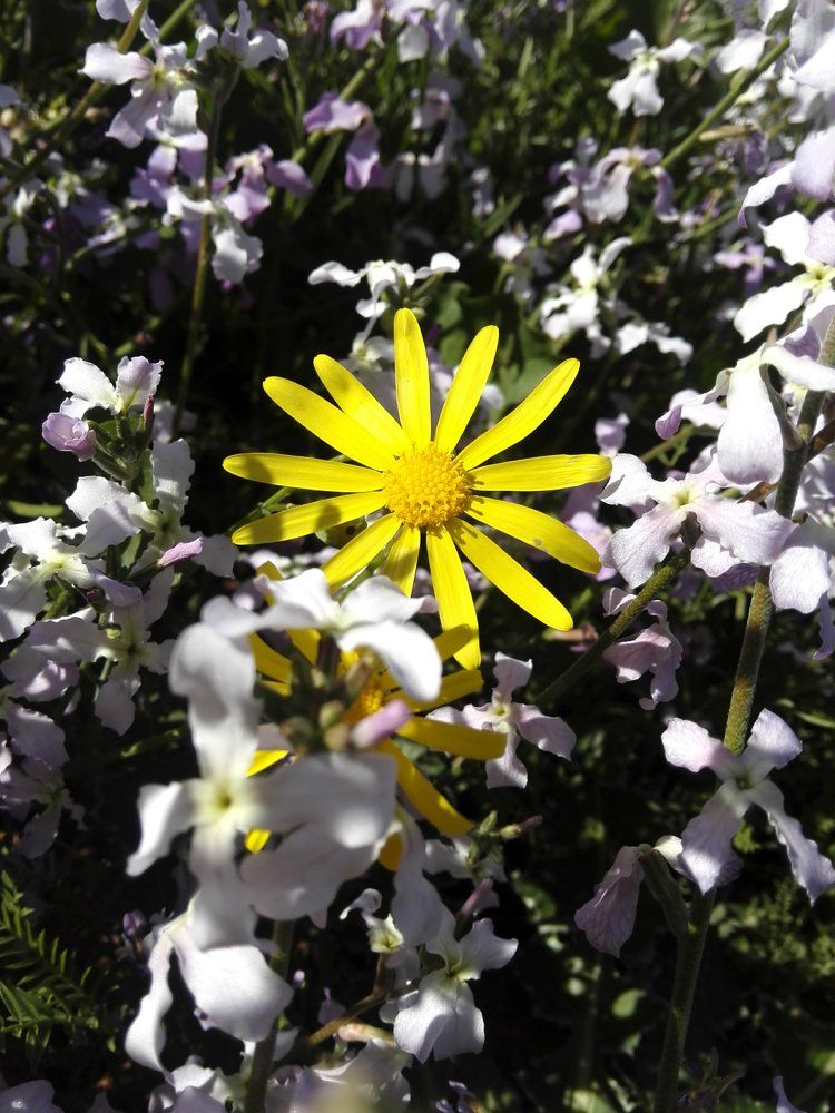 اللون الاصفر في الطبيعه