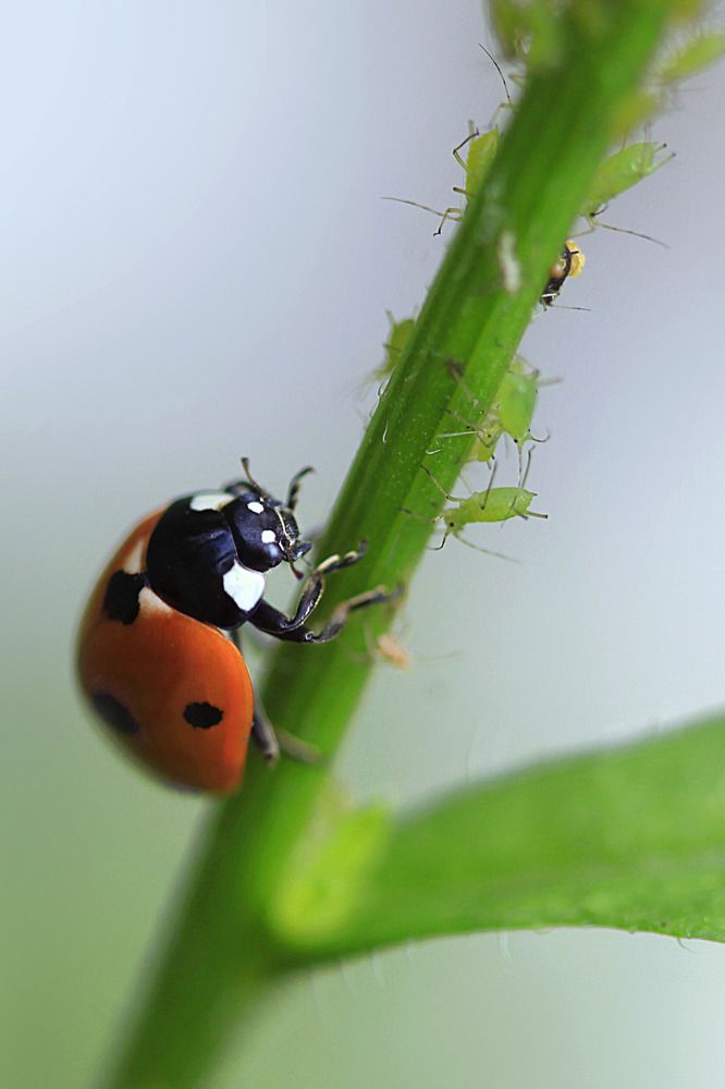 Ladybug hunter