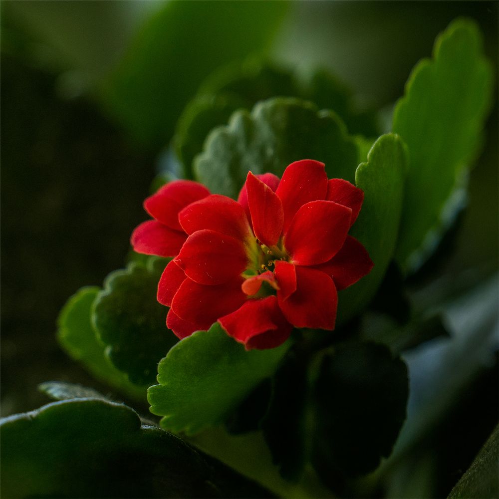 Аленький цветок