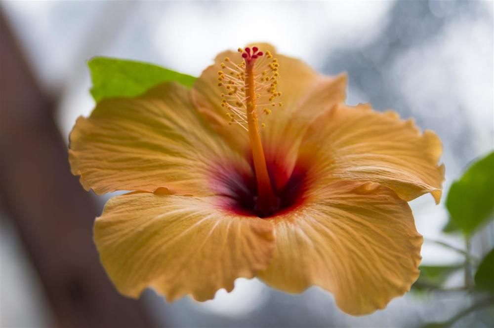 Orange Hibiscus