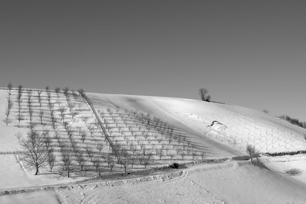 Snow orchard