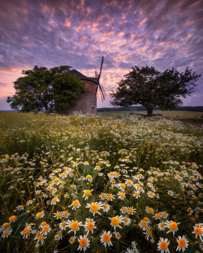 Ромашки в Моравии