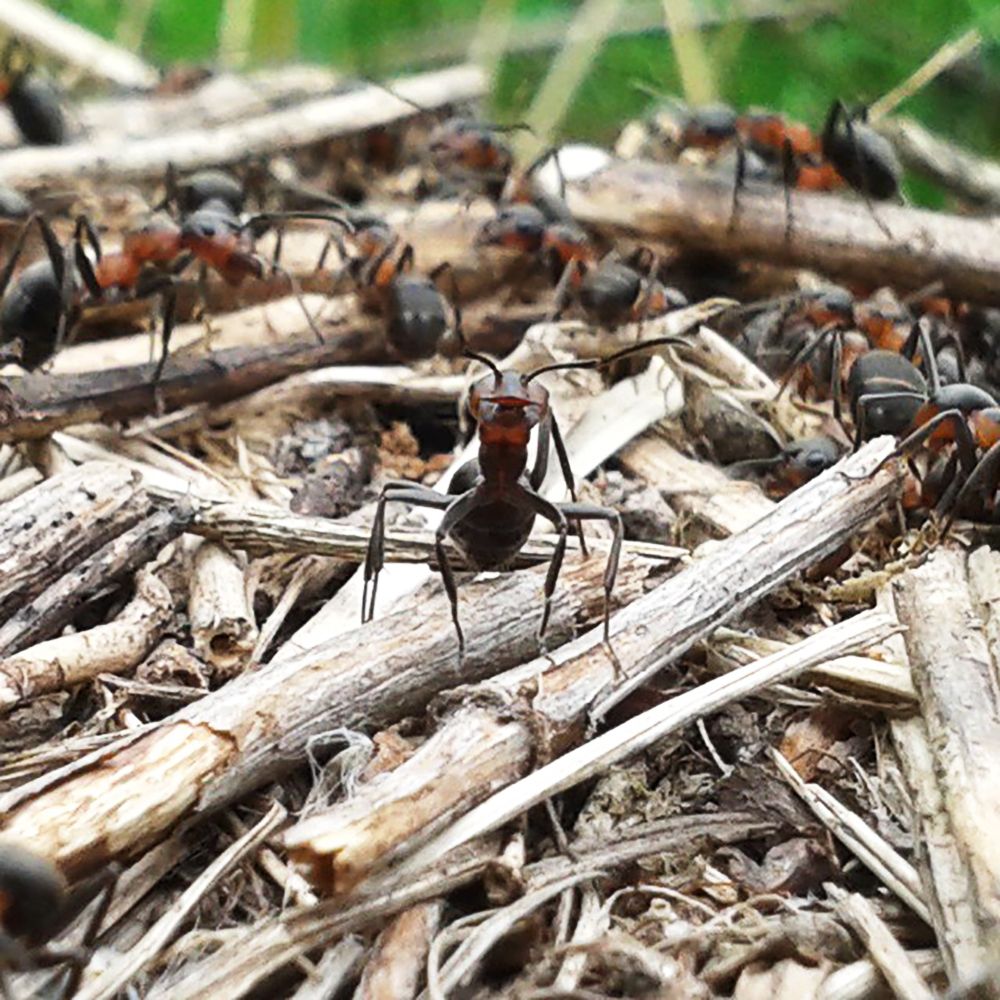Ant Leader