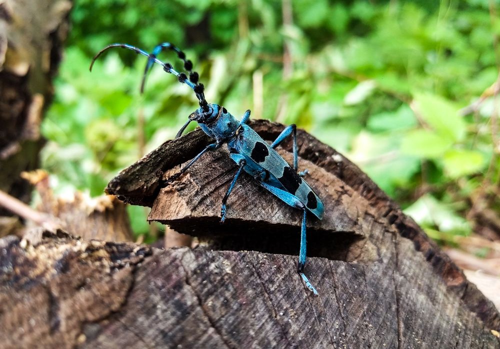 Жук Альпийский усач