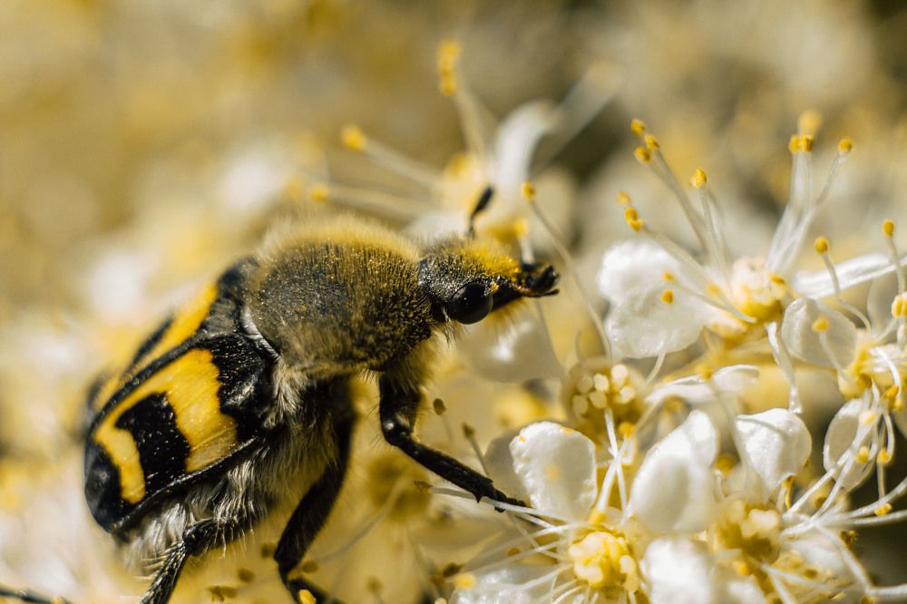Trichius fasciatus L.