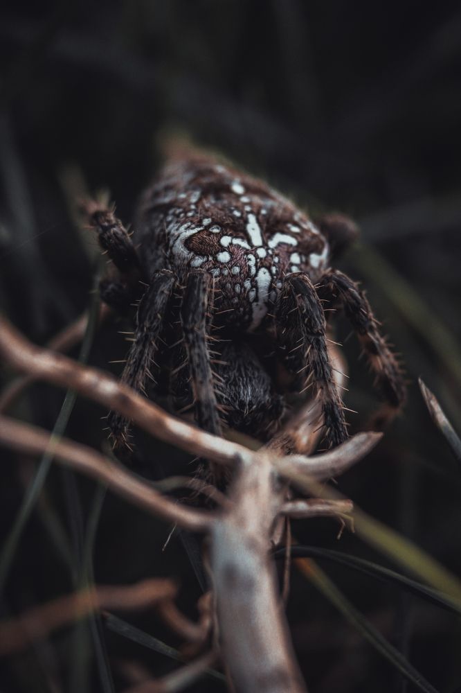 Spider