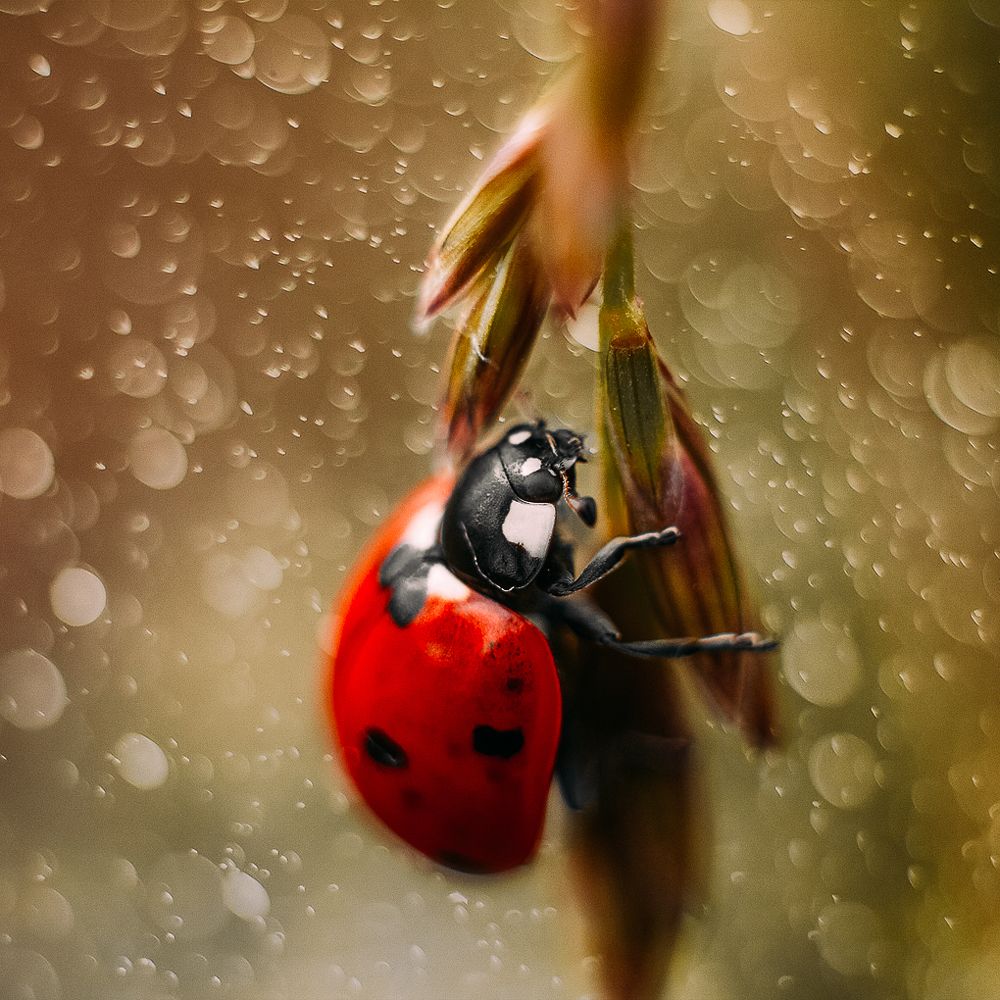 Божья коровка (лат. Coccinellidae)