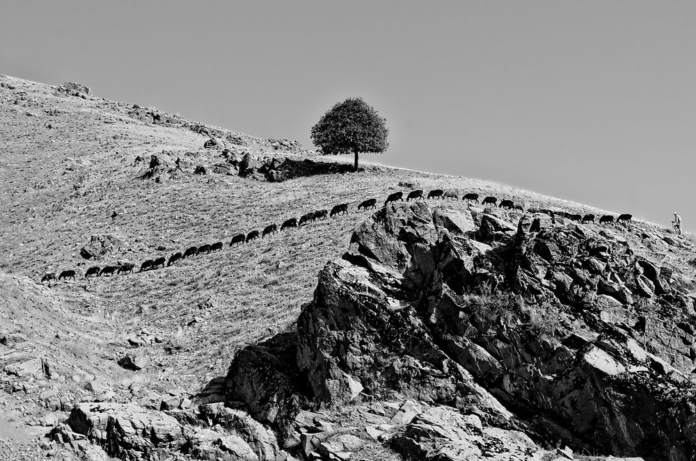 Пастух со стадом