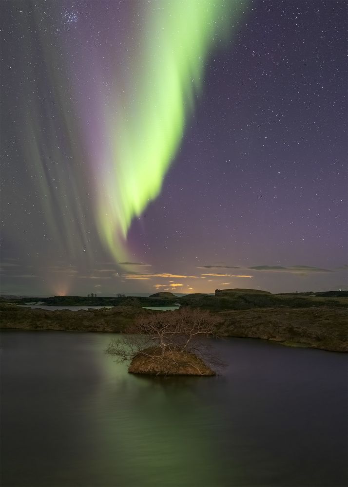 Lonely tree. Myvatn lake. Iceland.