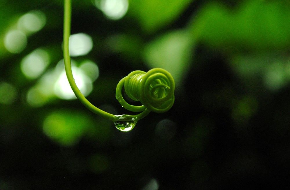Spiral Dew