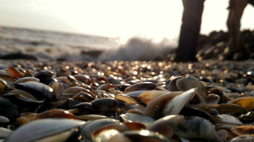 Sea Shells