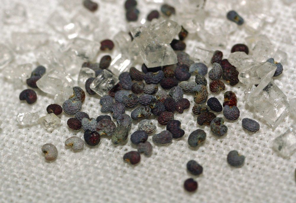 Мак и сахар (макро)