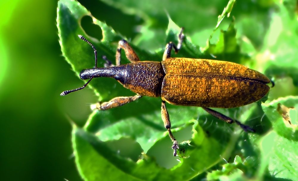 Жук-долгоносик