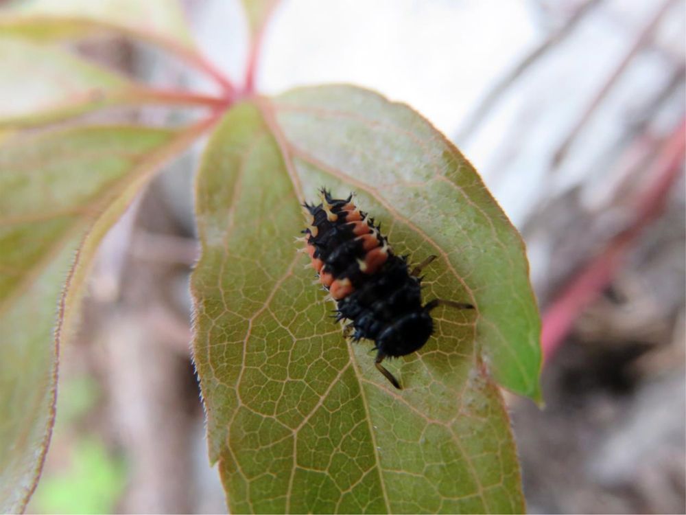 Wonderful so tiny, divine creature from nature :)