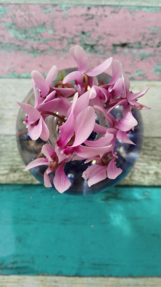 cyclamen