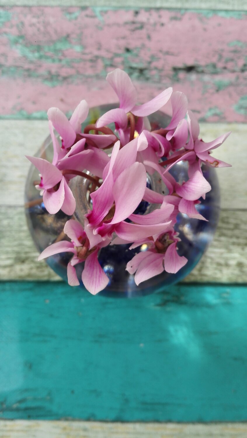 cyclamen cyclamen