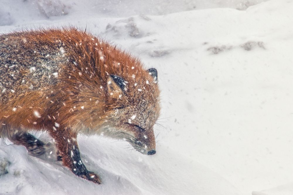 Зимние будни