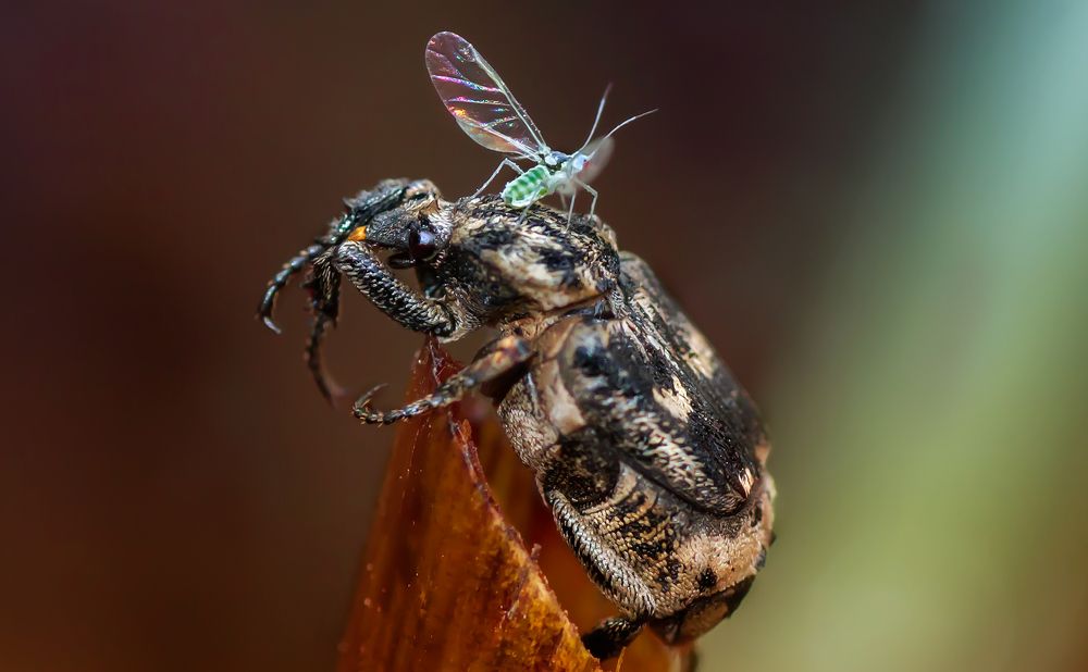 "оно у меня на голове!"