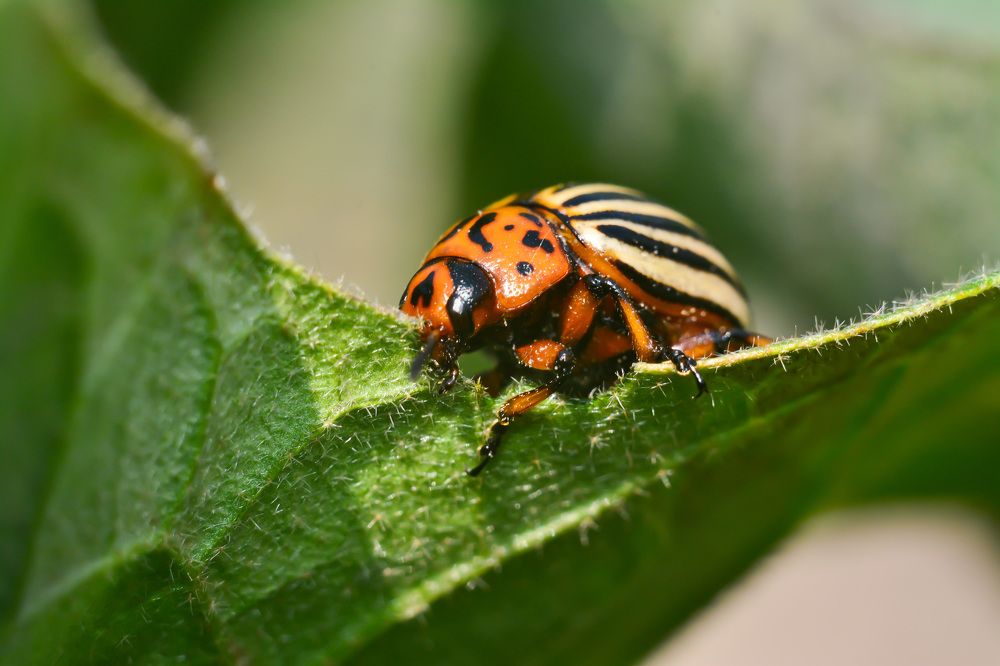 Leptinotarsa decemlineata