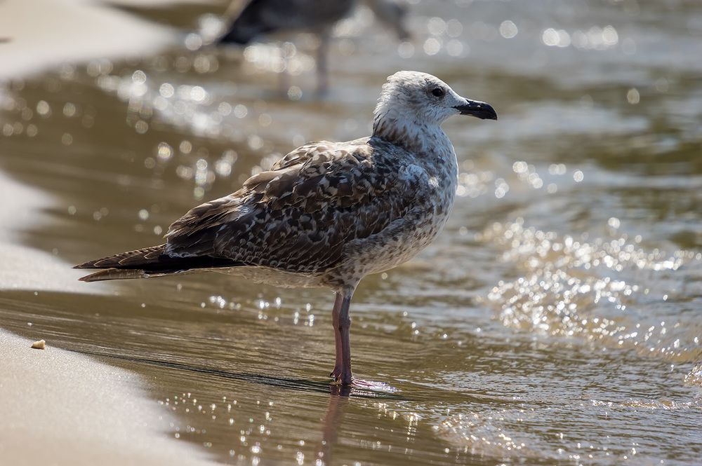 Созерцание