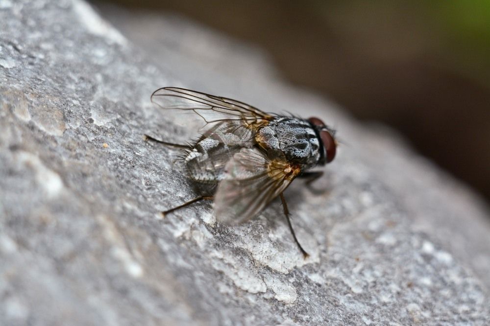 Fly on stone