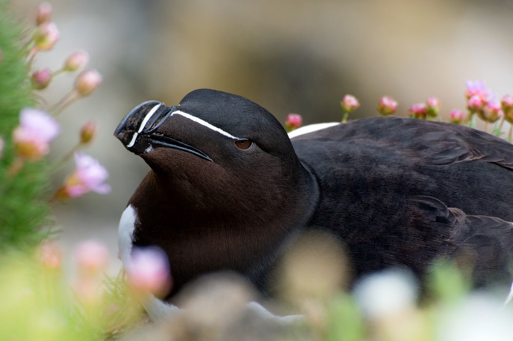 Razorbill