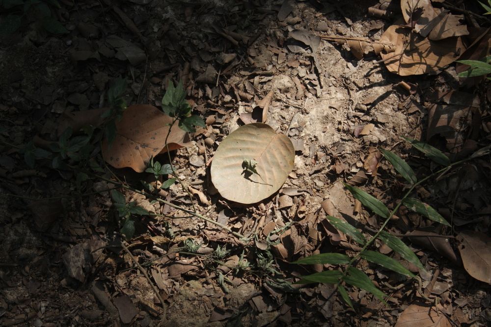 beauty in dust
