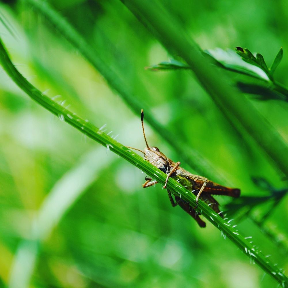 Кузнейчик в саду возле дома )