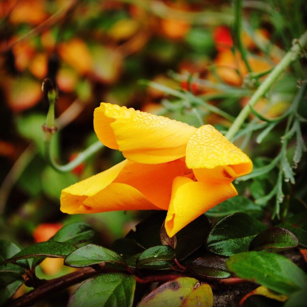 Цветок из моего сада