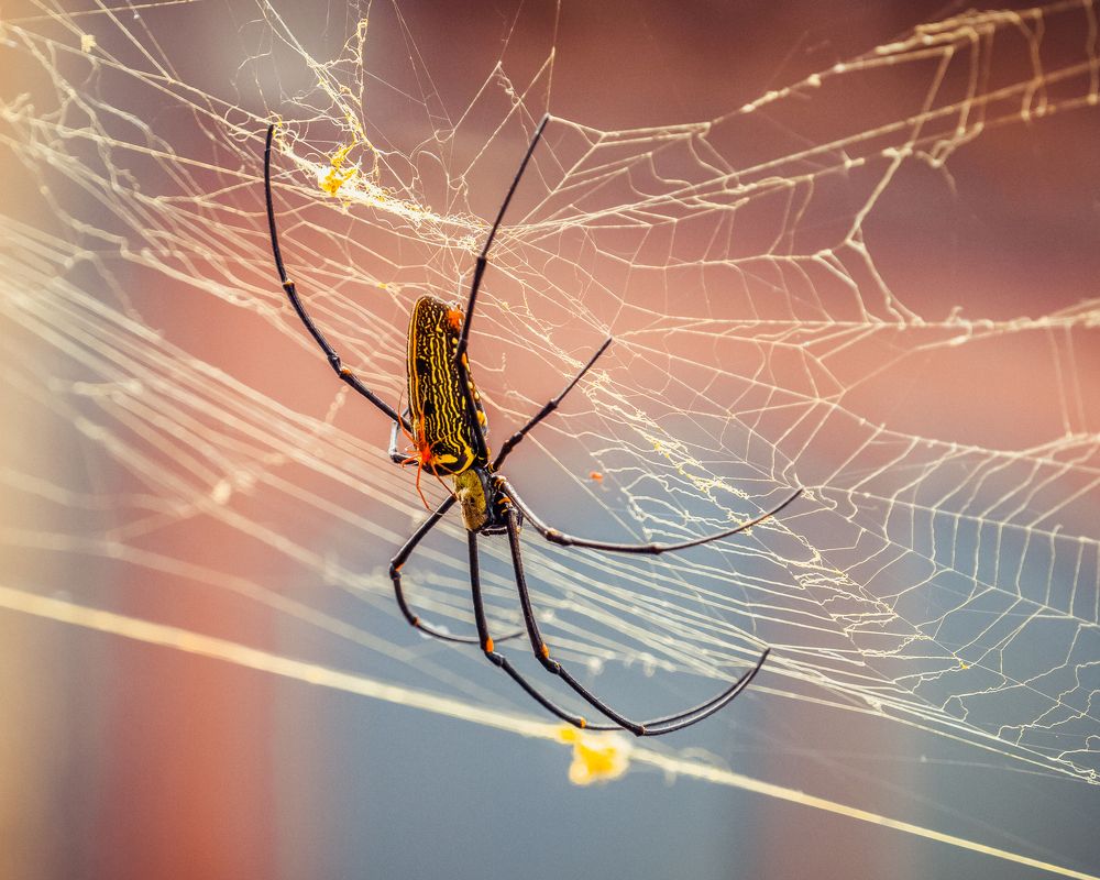 Nephila pilipes