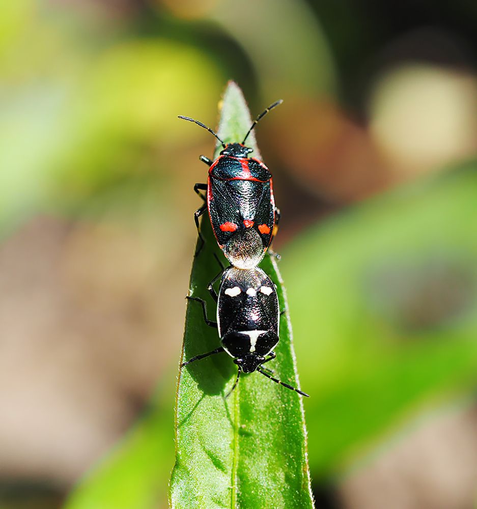 Макролюбовь