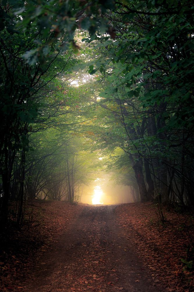 Туман в Мезмае