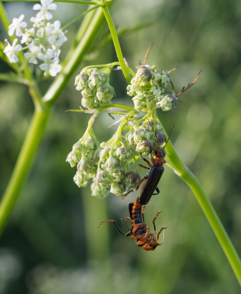 Крепкая связь