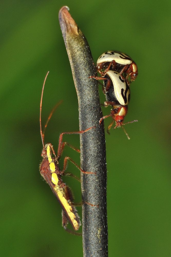 Beetle mating