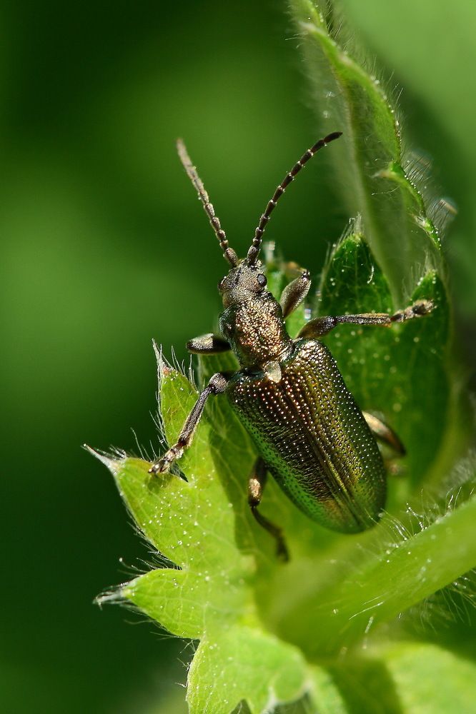 золотой жук