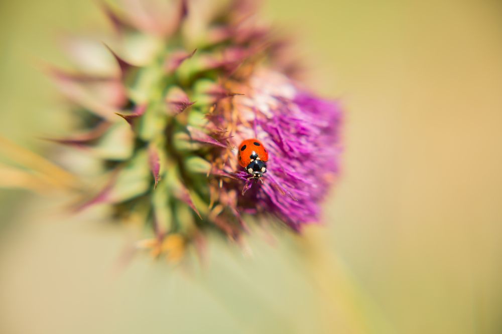 Божья коровка