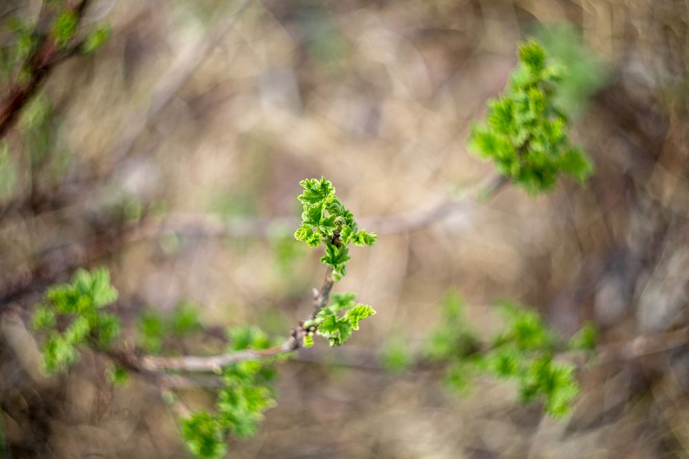 Дерево расцветает