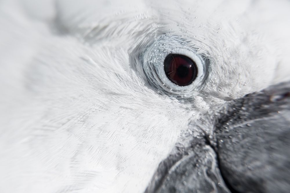 Добрые глаза