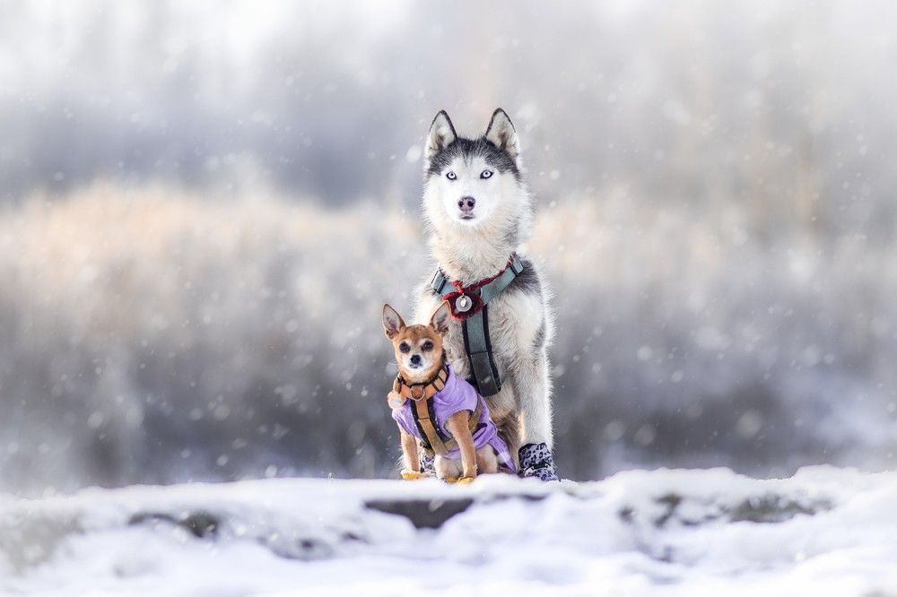 Фотография автора Мария Яропольская
