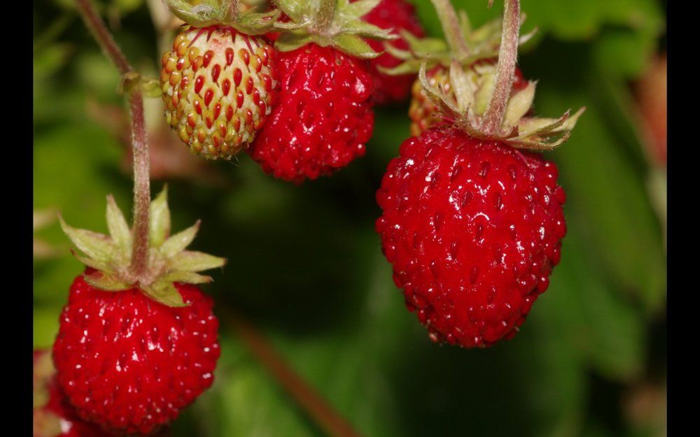 wild strawberries
