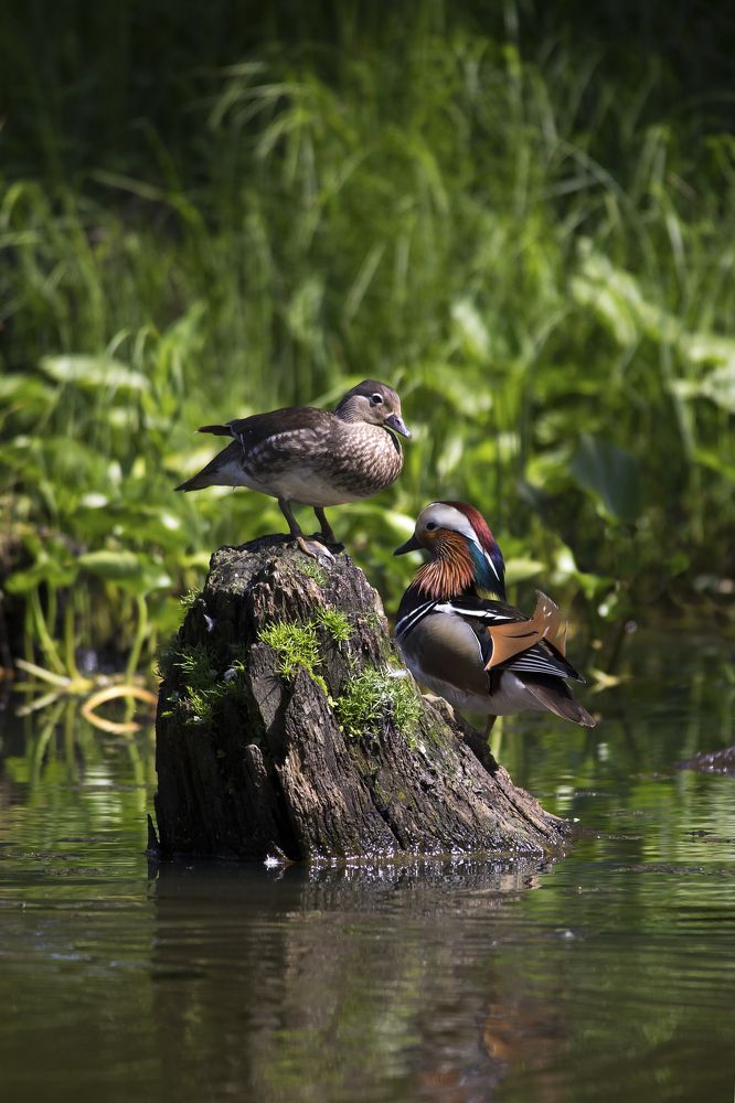 Две мандаринки